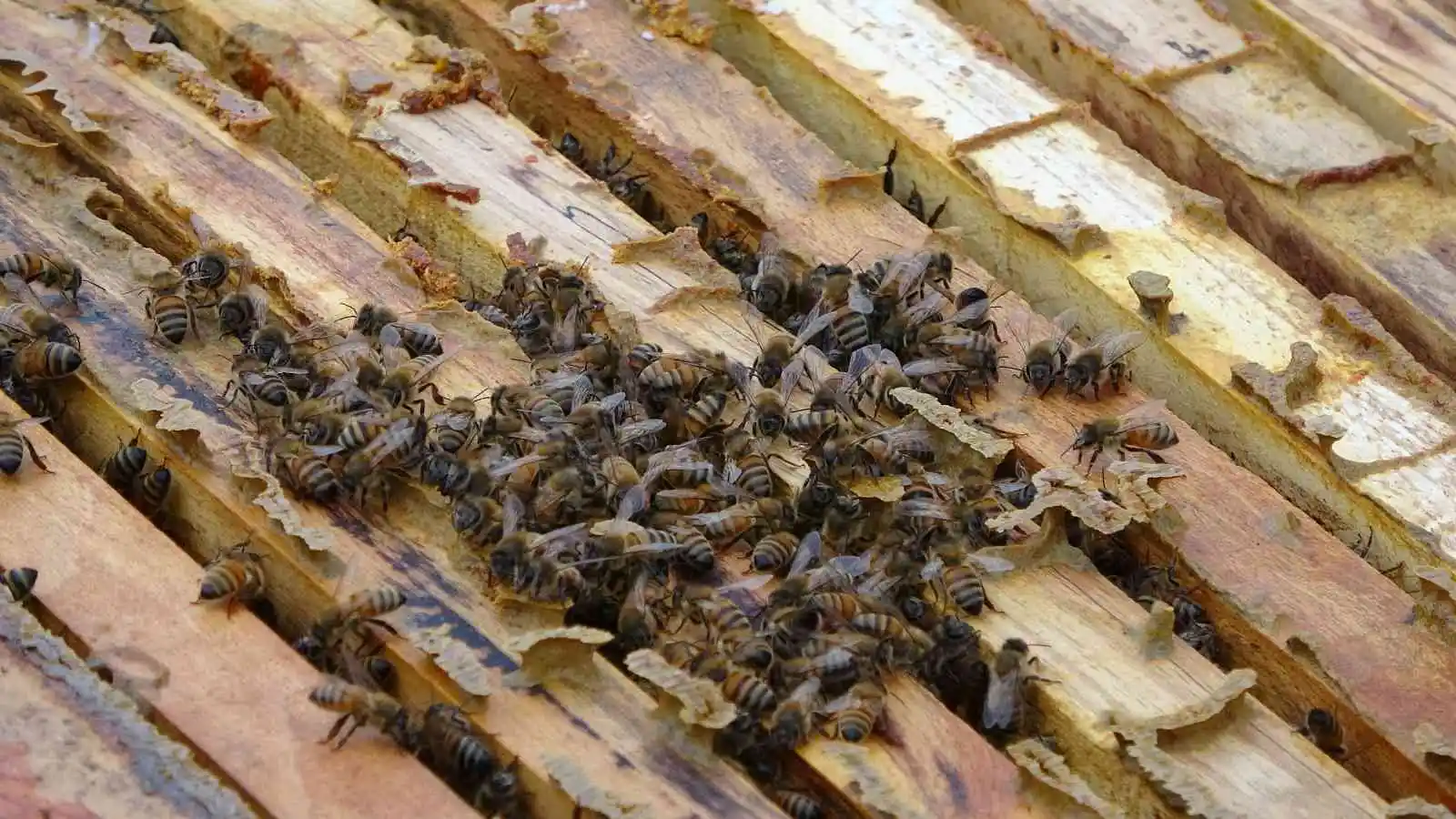 Küresel ısınma ’arıları’ da etkiledi: Uyuması gerekirken uçuyorlar
