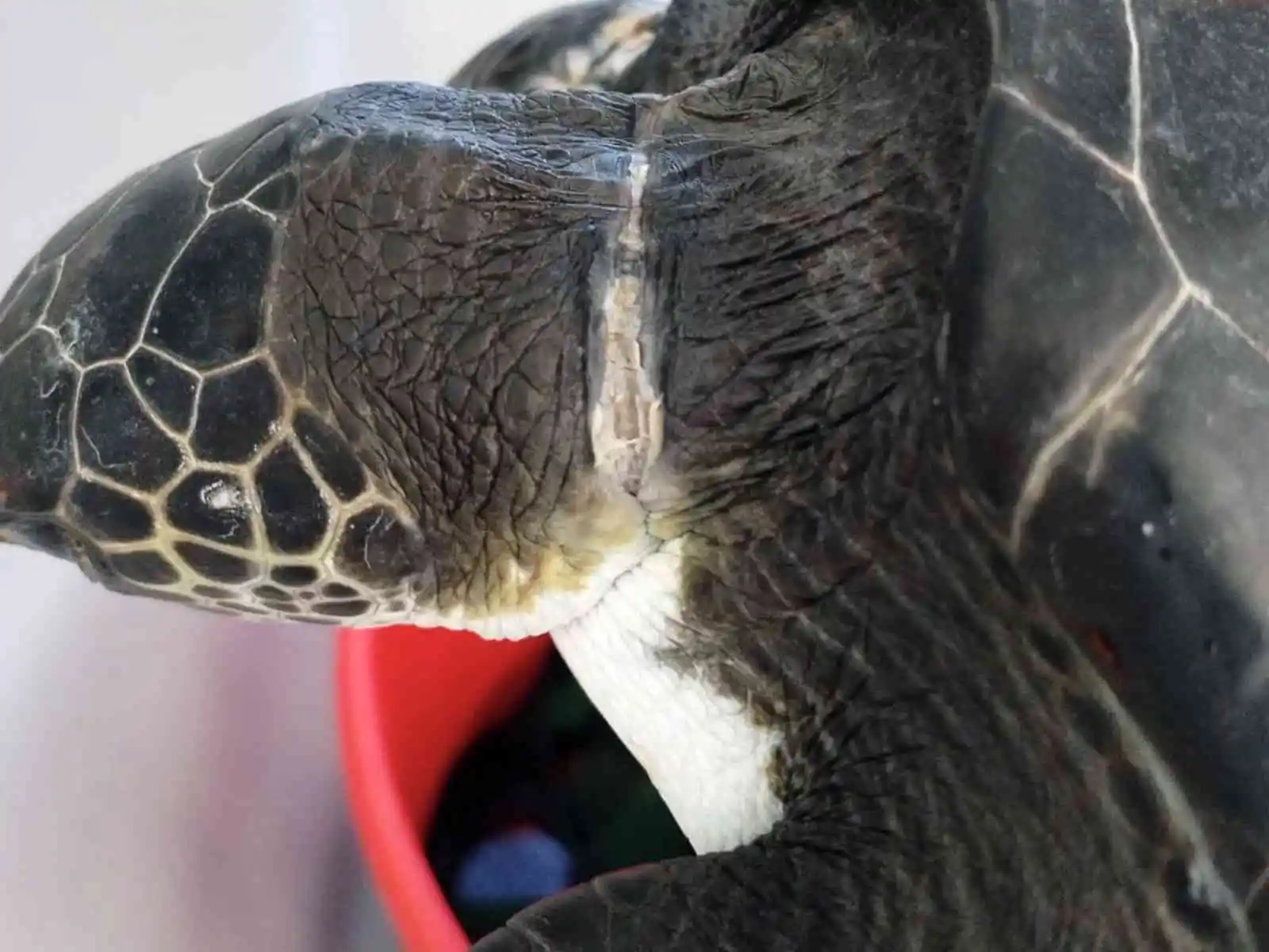Yavru yeşil deniz kaplumbağası DEKAMER’de tedaviye alındı
