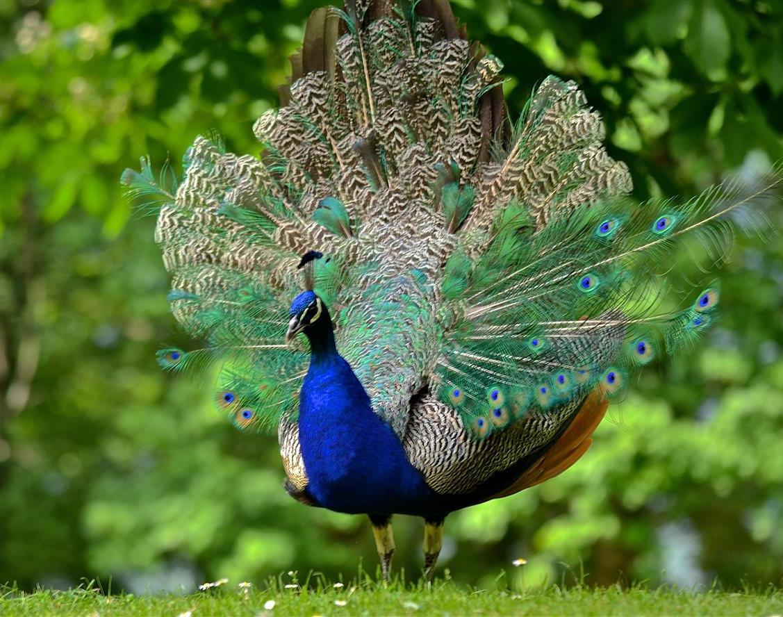 Tavus Kuşları Hakkında 15 İnanılmaz Gerçek
