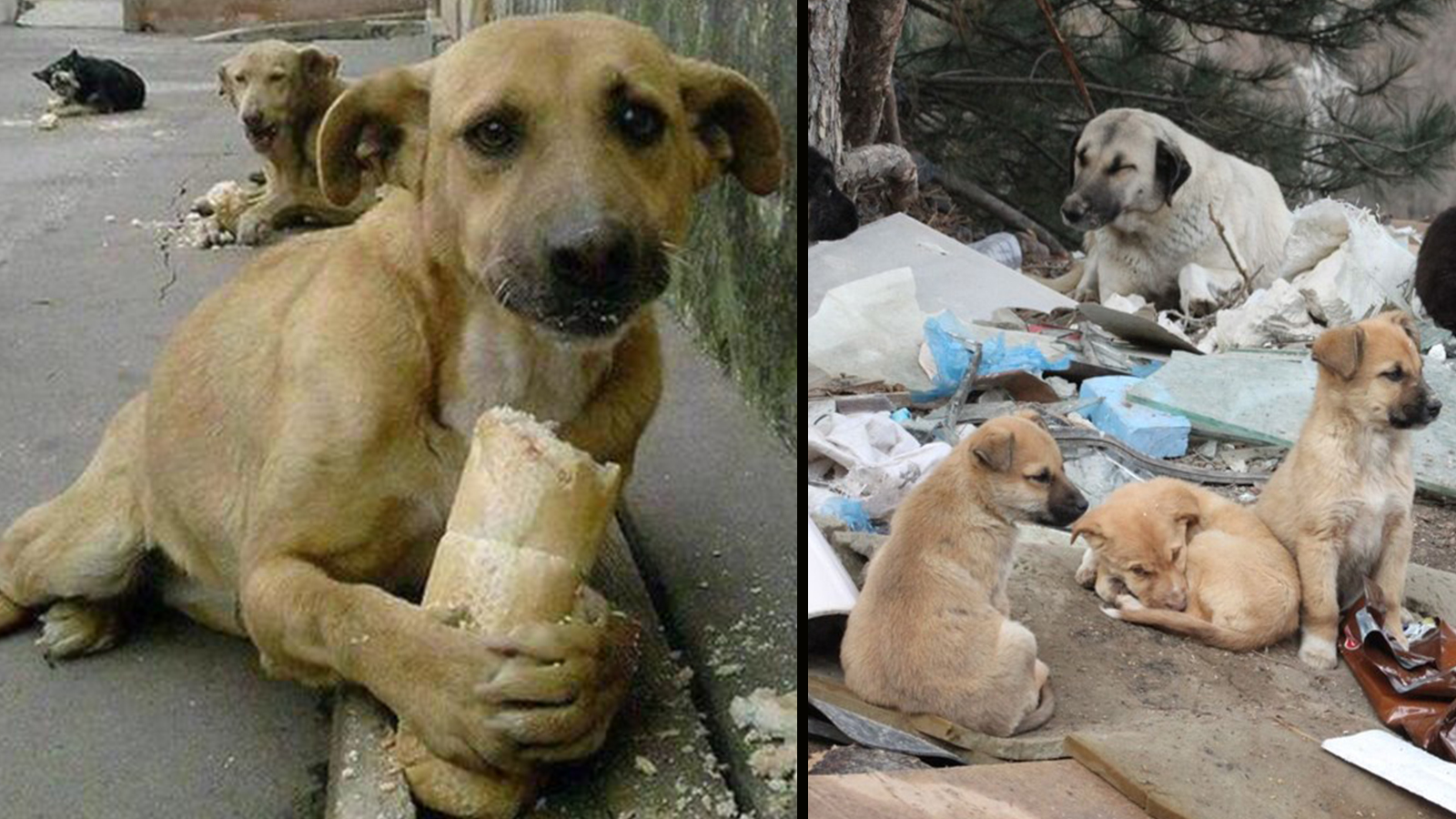 Sokak köpeklerinin cinsi nedir?, Sokak köpekleri neden saldırıyor?